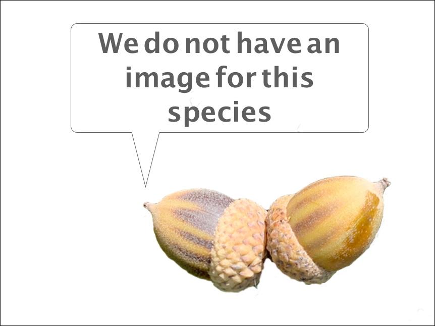 missing image of Quercus chrysolepis
